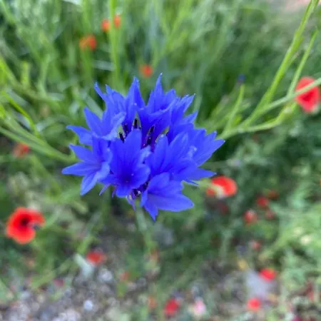 Pod Sosnowa Gora * Zelazno (Klodzko)