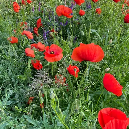 Pod Sosnową Górą Casa de Férias *