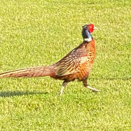 Pod Sosnowa Gora Vakantiehuis *