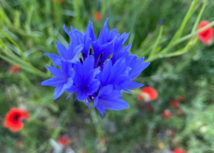 Pod Sosnowa Gora * Zelazno (Klodzko)