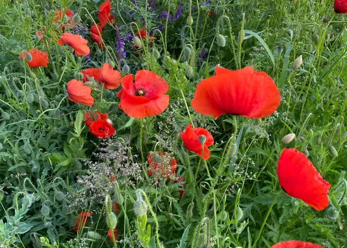 Pod Sosnowa Gora Casa vacanze *