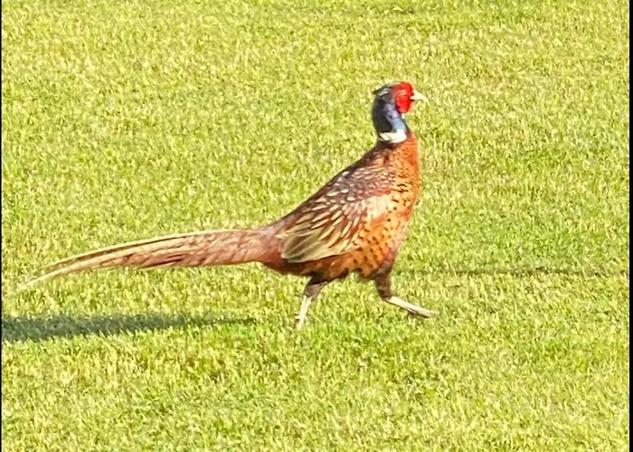 Pod Sosnowa Gora Casa vacanze *